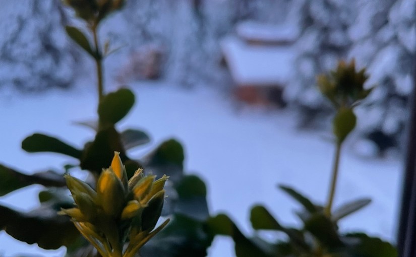 I Feel Like My&nbsp;Houseplant